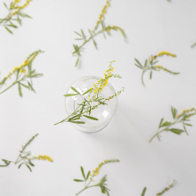 草木犀花枝 压花押花干花植物标本树叶子手工贴画滴胶diy书签材料