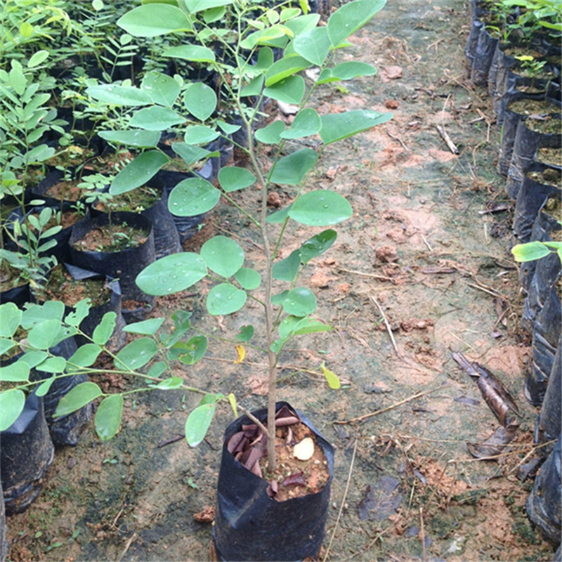 Индия палисандр база оптом бесплодные горы озеленение проекта защиты дерева палисандр пейзаж саженцы для очистки воздуха