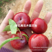 ϱͥԺԹ̨Լ޽شӘ箔Y