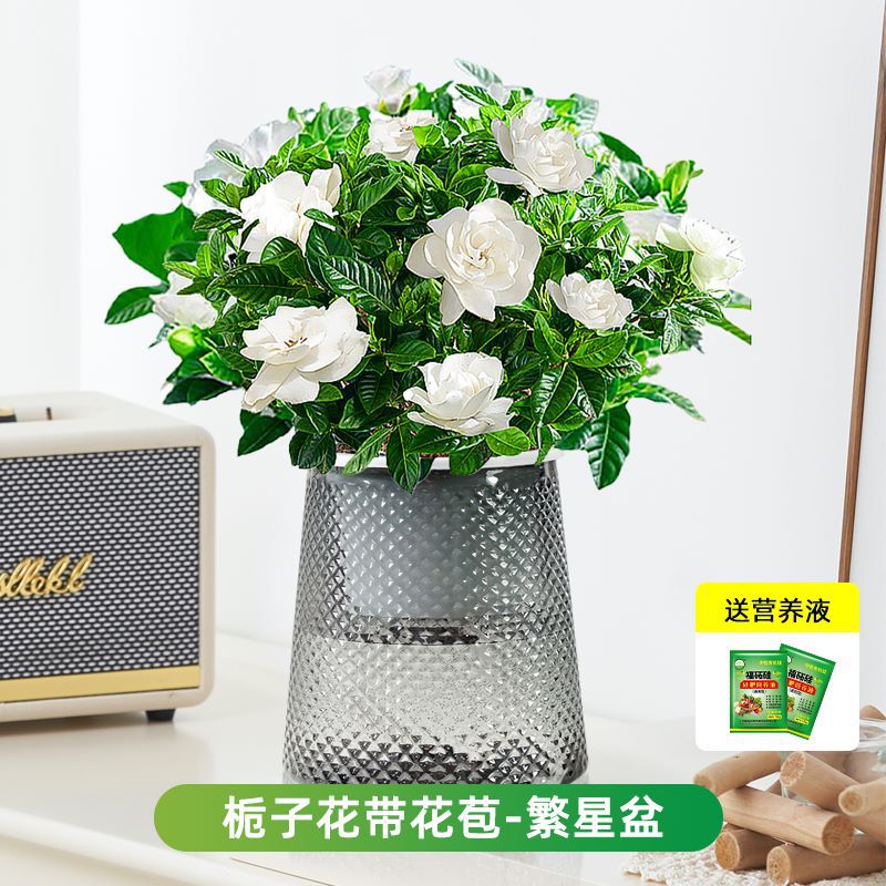 [핫한 신제품] 부티크 90#싹이 있는 치자나무(별화분) + 영양액