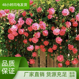 蔷薇花爬藤月季玫瑰四季开花爬墙攀援绿植庭院绿化好植物室内花卉