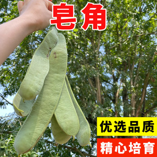 ���ǷN���²ɴ����������Ǵ̘���N�ӻh�ʇ������v����С���ǷN��