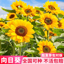 向日葵种子种孑向日葵籽阳台盆栽四季播种开花观赏花海食用葵花籽