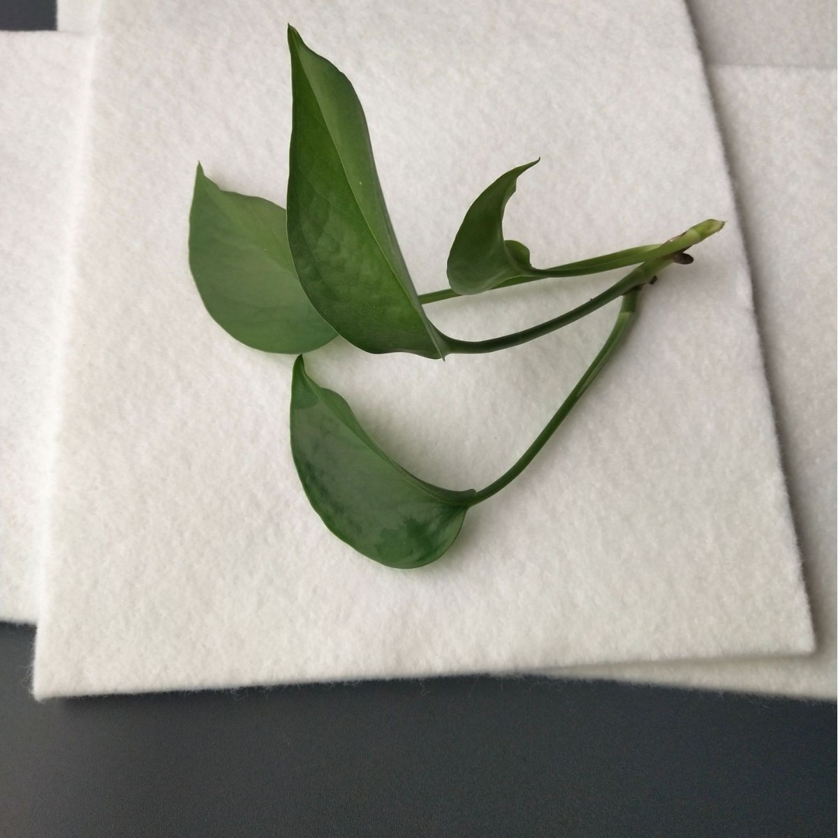 厂家供应无纺布吸水棉鲜花保水棉植物鲜花保湿保养材料保湿棉