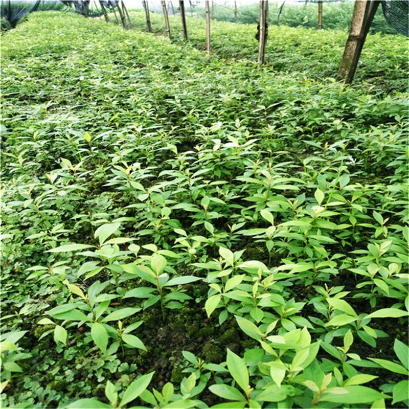 Сычуань Jinsi Nan Базовые поставки листовка Фиби Чжэннань Ростки Рассада Экономическое облесение Рассада Тинтин Наньчжу Е Нан Руннан Рассада