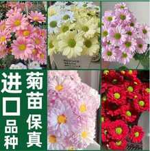 �r�ջ����޸�ֲ�ﻨ���B��༾ͥԺ��픻����͟������л���