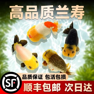 �m�۽��~���~С�͇��⾫Ʒ��ˮ�~���B�ͻ�������ţ����ˮī�^�p�~