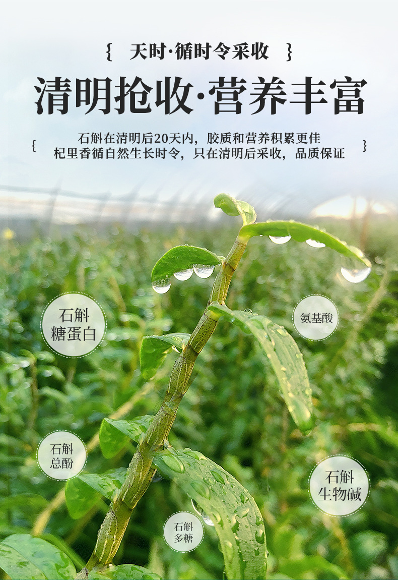 Dried Tiepi Shihu Dendrobium Fengdou 250g Gift Box Five Year Cultivated Zhejiang Origin preparation