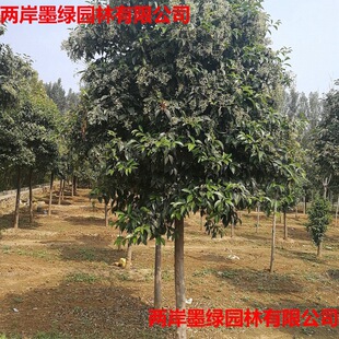 ɽ�|ֱ�����l���~Ůؑ �ߗUŮؑ �G����ľ���~Ůؑ���� Ҏ���Rȫ