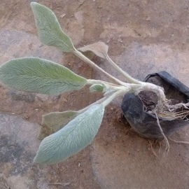 种子;其他园林植物;灌木