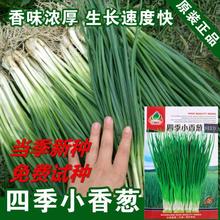 四季可播种小香葱种子易种香味浓田园阳台室内花卉盆栽小葱蔬菜籽