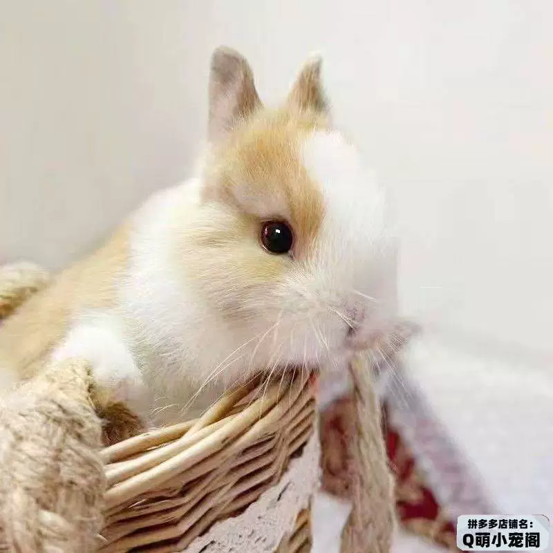 Маленький милый кролик, чашка чая, питомец