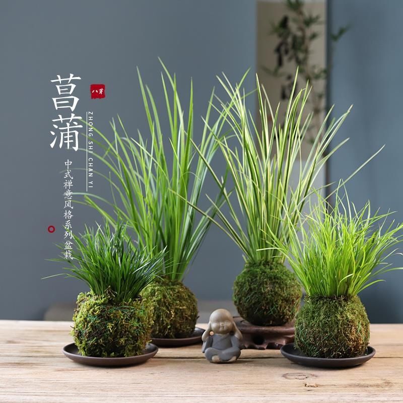 Calamus Moss Ball, Money Plant, Moon Calamus, Hydroponic Office Zen-Style Chinese Desktop Lazy Green Plant Bonsai