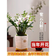 艾莹兰花苗 紫云泼墨石斛兰 现带花苞出售好养绿植物盆栽桌面花卉