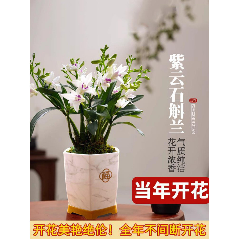 艾莹兰花苗 紫云泼墨石斛兰 现带花苞出售好养绿植物盆栽桌面花卉