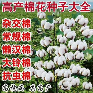 �½��޻��N�� �߮a�އ������x�޻��N�Ӹ߮a �����s���޴�����ؼ�