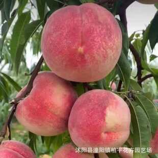 �羳С���N��ë�Ҙ�N��ë�ҷN���S�ҷN�����ҷN����ҷN���׷Nֲ