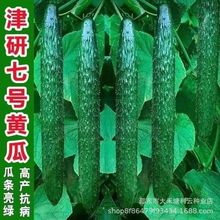 ��Ʒ����7̖�S�ϷN�Ӵ�ȫ�M���ļ�����̸ܴ߮aԭ�b�߲˷N�ѷN��