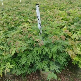 Red Pom-Pom 80-100cm Tall, Evergreen in All Seasons, Red Pom-Pom Flower Bag, Flowers in All Seasons, Drought-Resistant and Sun-Resistant, Beautiful Flower