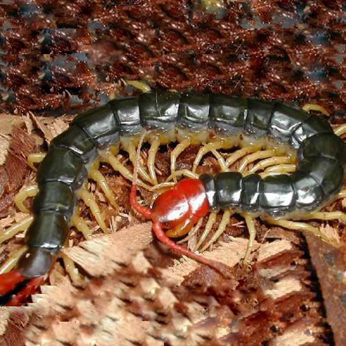 Живая сороконожка Дракон рыба декоративные рыбы цвет волос кормить петушиный бой птица Дрозд Золотой Дракон рыба ест игристое вино травы живой скорпион