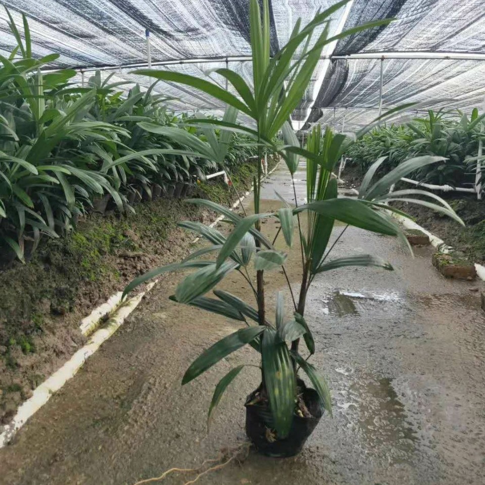 Big leaf Zongzhu Potted plant engineering Hedge Sapling Multiple Specifications Shade Green plant