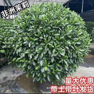 ���������纆�κ��B��Gֲ�ļ����������՚�͏d�̨��������