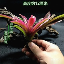 凤梨凤梨附生琳植物爬虫五彩水草达水陆陆生缸缸常用生态雨林积水