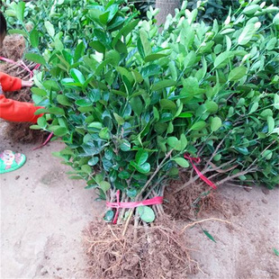 �������編��ֱ���h�ʠ�ͥԺ����ֲ���ļ������ͺ��G�h�������S��