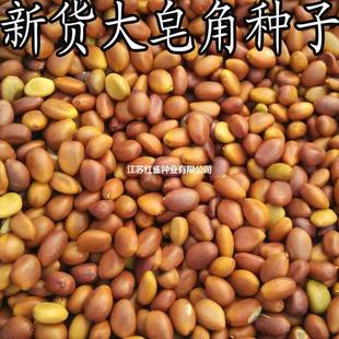 ���l�²����ǷN�Ӵ����������Ǵ̘���N�ӻh�ʇ������v����С����