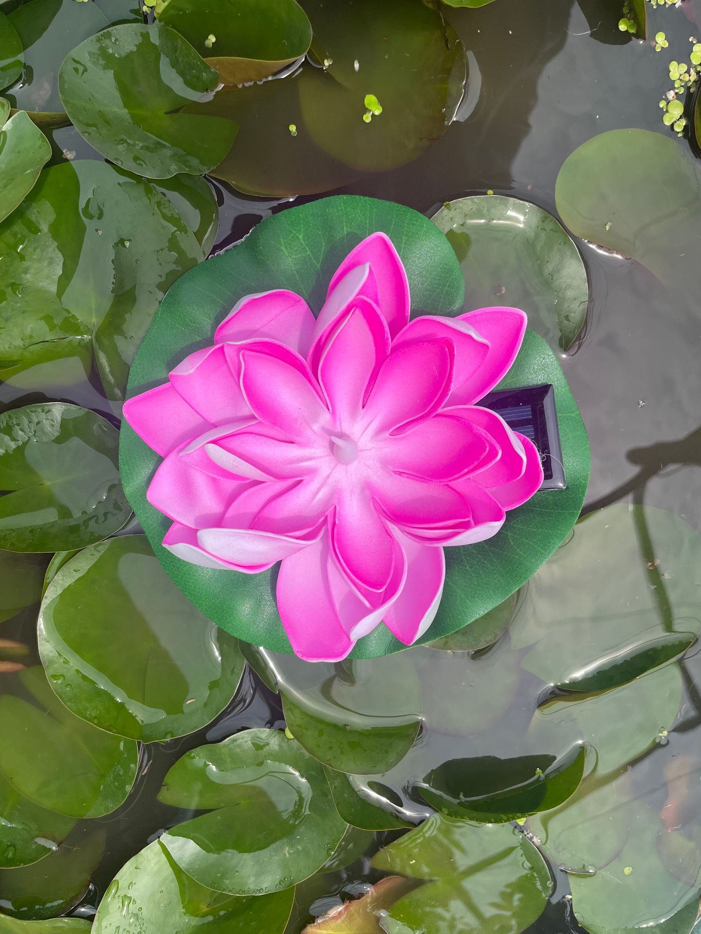 같은 스타일의 핫 세일 - 핑크 로터스 워터 드리프트 램프 - 따뜻한 빛