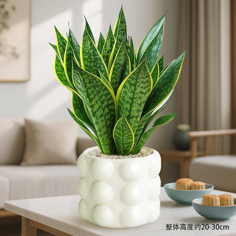 Select a+ grade phnom penh tiger orchid + bubble round pot + ceramic + fertilizer