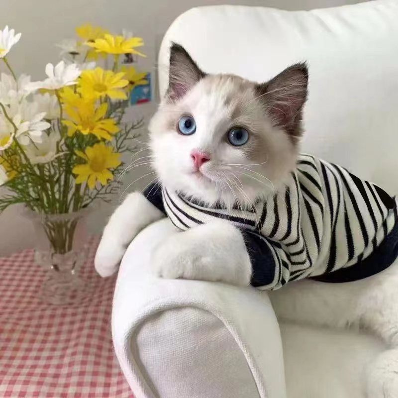 Summer Trendy Pet Clothing for Dogs and Cats, Stylish Thin Summer Short-Sleeve Hoodie for Ragdoll Cats Summer Trendy Pet Clothing for Dogs and Cats, Stylish Thin Summer Short-Sleeve Hoodie for Ragdoll Cats