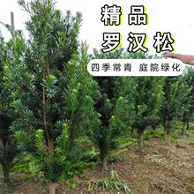 �_�h�ɘ����辰С�~ȸ������ͥԺ�e�����Դ�����͘䘶���F�G����