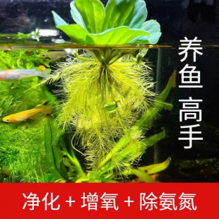 Fish tank water grass real grass oxygen pump ancient method fish culture oxygen purification water quality can not be raised dead hydroponic plant landscaping ornaments
