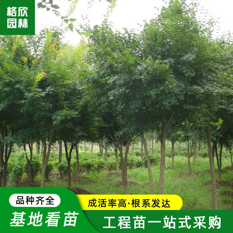 Саженцы Acer Truncatum теперь выкопаны и проданы зелеными саженцами цветной блок дорожка для изгороди в горошек во дворе декоративный мелкий лист куриный коготь клен