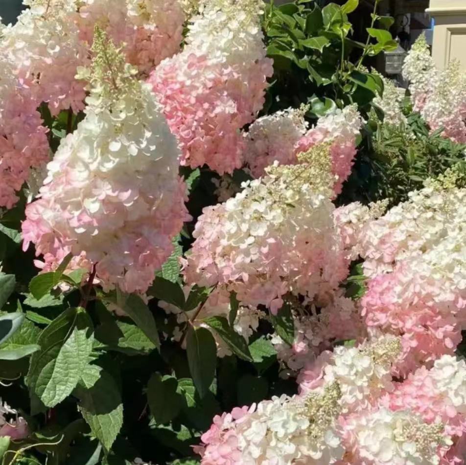 그라데이션 컬러(바닐라 딸기) 2갤런 - 높이 - 약 1m 약 69.9 - 냄비 포함