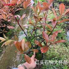 t~ʯ ͩ o۹ ~Ůؑ ͥԺGhľ