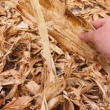 1公斤榆树皮刨花榆白皮 榆树刨花水