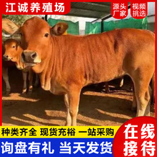 养殖场出售成年鲁西黄牛 纯种活体小牛犊 脱温西门塔尔牛批发价格