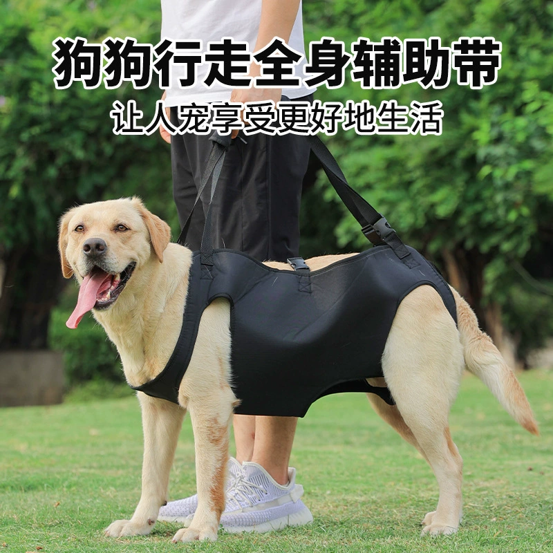 Амазонские собаки помогают пожилым собакам с инвалидностью