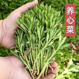 Wholesale Sedum panax notoginseng seeds high calcium nourishing vegetables seeds balcony potted garden vegetable garden sowing