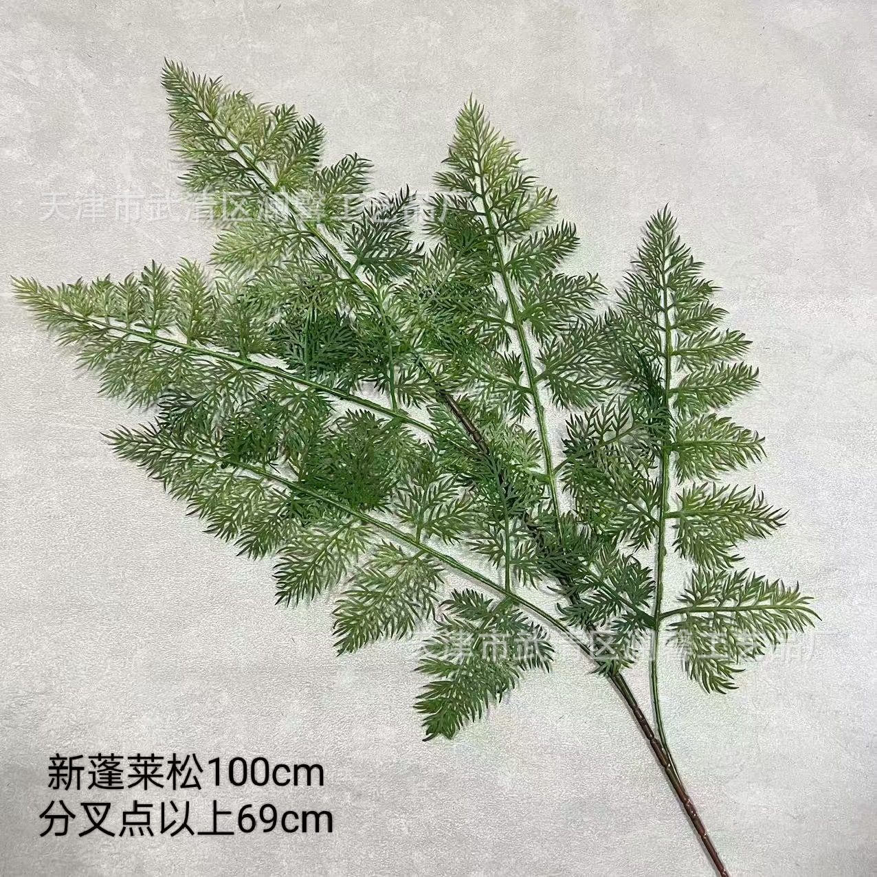 새로운 펑라이 소나무