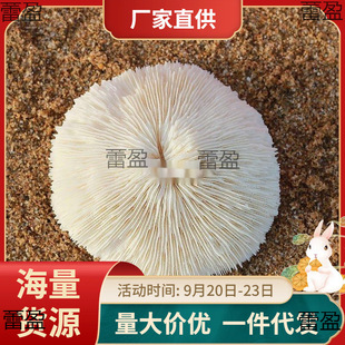 ��Ȼ��ɺ���A�ξջ�Ģ��ؐ���~���쾰�����b�Ʒ�[��ˮ������