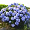 Hydrangea seeds, hydrangea, flowers seeds, all seasons of seasons, blooming courtyards, blooming outdoor flowers and grass seeds