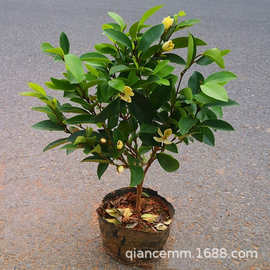 含笑花苗盆栽香妃树苗植物四季常青庭院阳台室内外盆景庭院盆景
