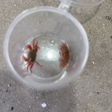 可爱迷你彩色辣椒观赏鱼孔雀鱼虾斑马鱼宠物混养淡水除藻螃蟹