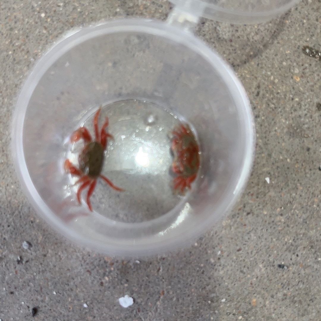 可爱迷你彩色辣椒观赏鱼孔雀鱼虾斑马鱼宠物混养淡水除藻螃蟹