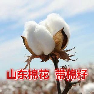 Pure Cotton with Seeds and Shells, Farm-Produced Cotton, Wedding Cotton Seeds, Shandong Freshly Picked Cotton Yukang