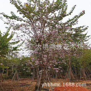 �V�|�Ռ��t�����G����׾G����ľ�е����_����ľ��·�G��У�@�G��