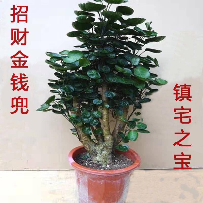 Money Tree Bonsai Indoor Living Room Evergreen Money Plant Easy to Grow and Maintain
